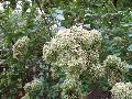 Chinese Abelia